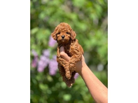 Toy poodle bebeklerim
