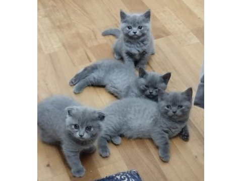 Saf kan british shorthair