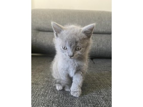 Antalya british shorthair 2 aylık