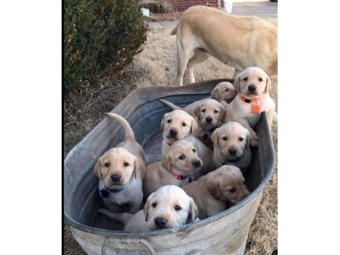 Burkemden a kan labrador yavruları