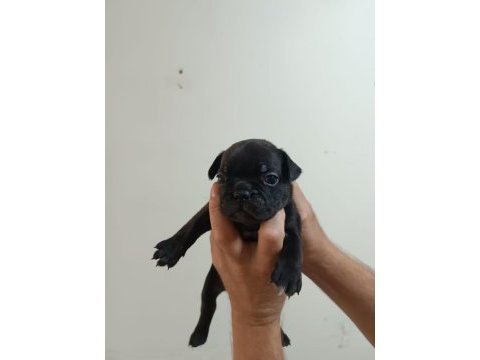 Rezerveye açık french bulldog yavrular