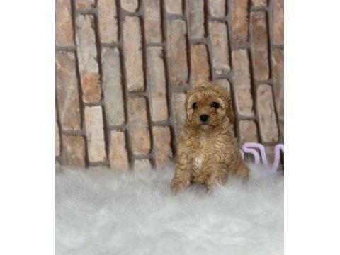 A kalite toy poodle yavrular