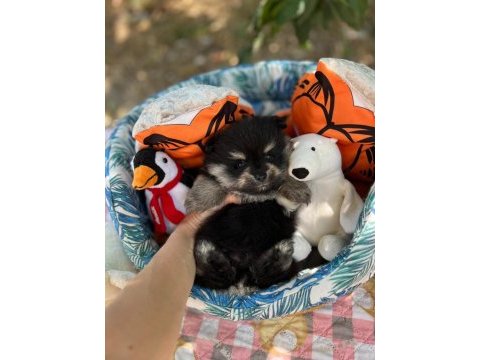Harika yavru pomeranian boo