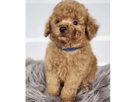 Toy poodle eğitimli köpeğimiz