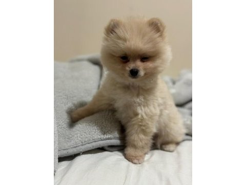 Pomeranian boo