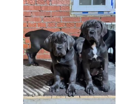 Cane corso bebekler sağlık ve ırk garantili teslim