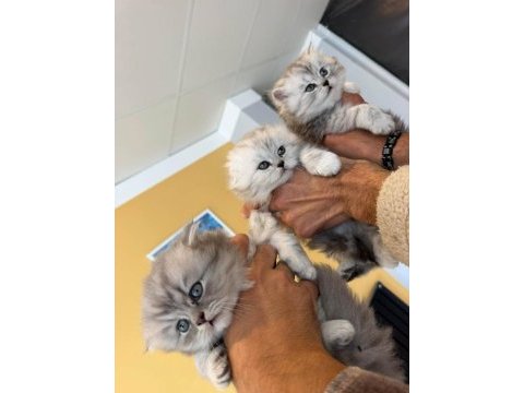 En güzel british shorthair yavrular renk renk ankara
