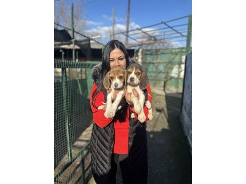 Elizabet beagle yavrularım
