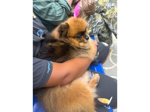 3 yaşında karamel pomeranian