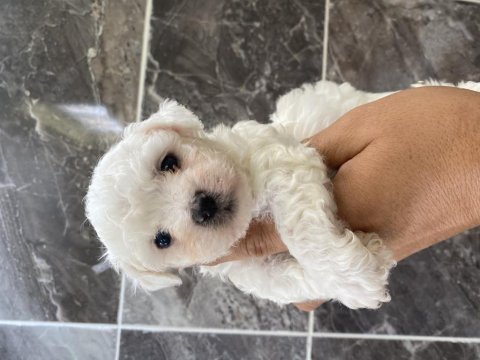 Orjinal kar beyaz bichon frise yavrular
