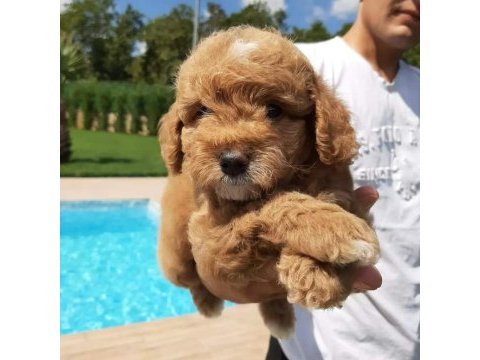 Tea cup maltipoo yavrulari sizleri bekliyor 