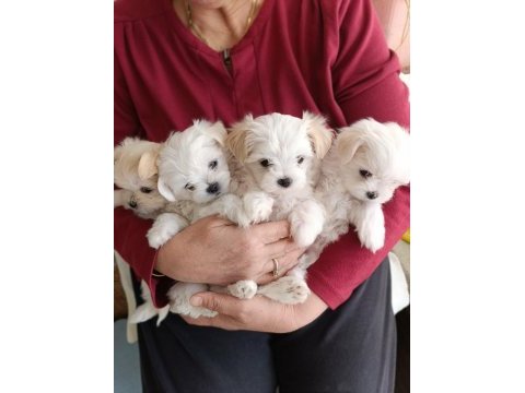 Antalyadan 0 numara safkan maltese terrier yavruları