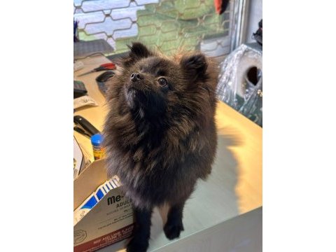 Yavru dişi pomeranian 6,5 aylık