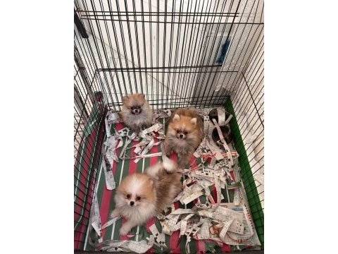Sağlıklı anne baba garantili dünyalar güzeli pomeranian