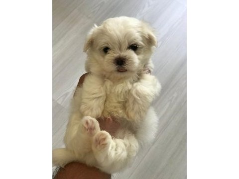 Maltese 2 aylık erkek yavrum