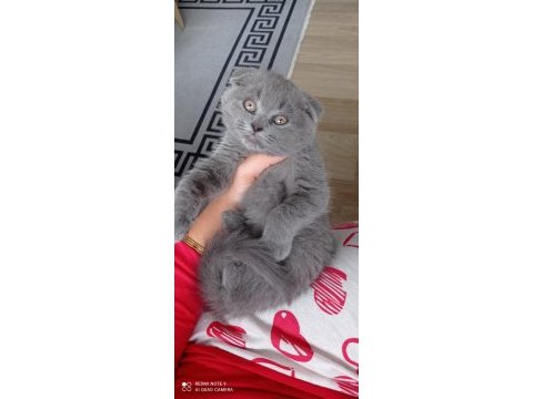 Çok oyuncu kucak seven scottish fold