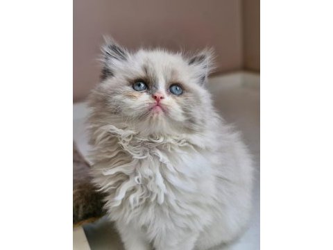 2 aylık erkek british longhair ragdoll