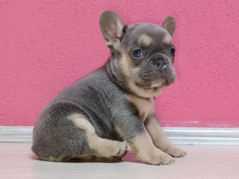 Kim böyle french bulldog güzelliklerin ailesi olmak istemez