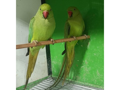 Kapalı bilezik pakistan papağanları