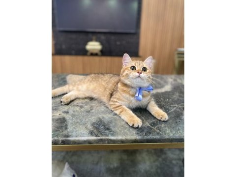 Golden british shorthair kızım
