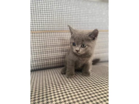 British shorthair orjinal
