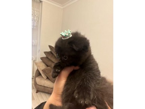 Siyah güzel scottish fold yavrumuz görüşülür
