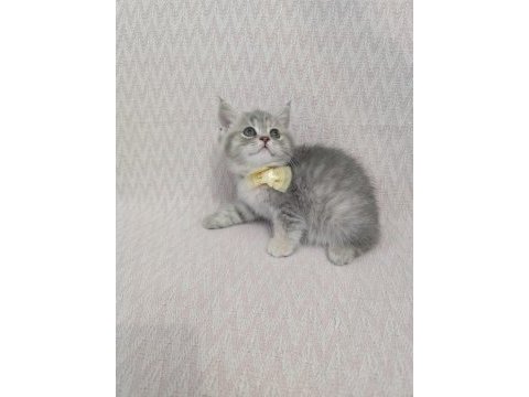 British shorthair sağlıklı güzel bakılmış yavrular