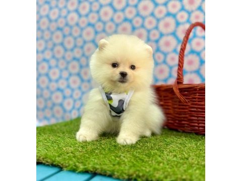 Sevimli pomeranian boo yavrularımız