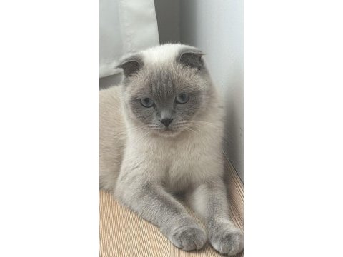 Scottish fold kedimizi sahiplendirmek istiyoruz