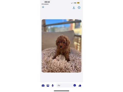 Dişi ve erkek toy poodle yavru
