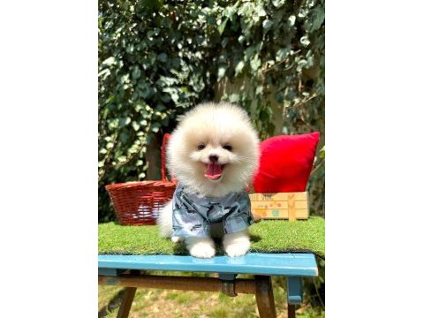 Safkan pomeranian bebekler