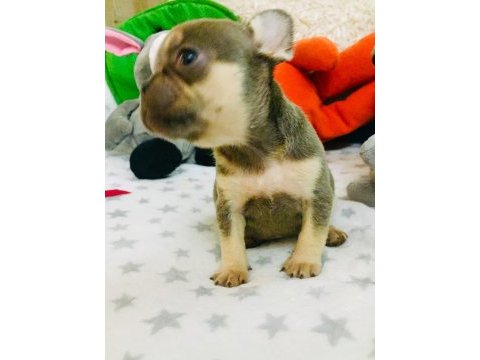 Anatomi harikası lilac tan french bulldog bebeklerimiz