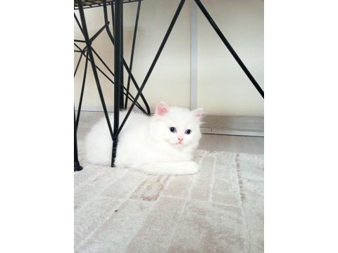 En güzel british longhair benim