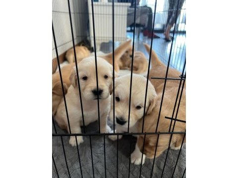 Orjinal ırk baby face golden retriever yavruları
