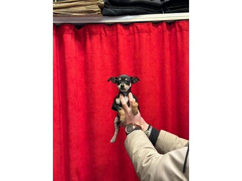 A+plus pinscher yavrular