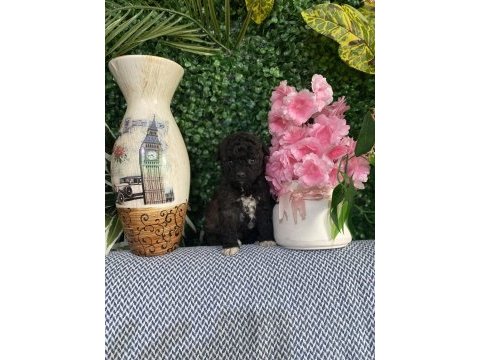 Orijinal toy poodle yavrular