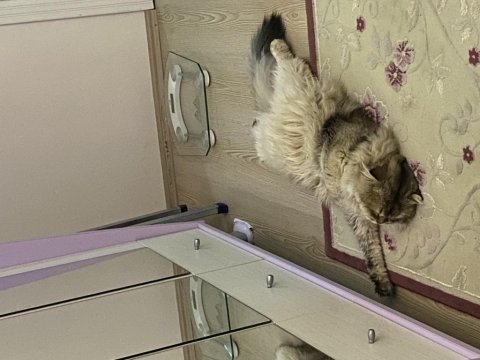Aşıları tuvalet eğitimi tam british sahiplendirilecektir