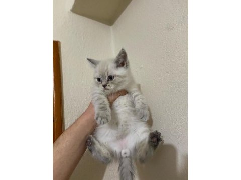 British shorthair bebekler teslime hazır