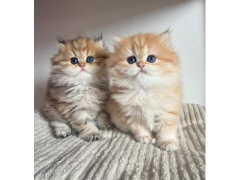 Orjinal safkan golden british longhair 