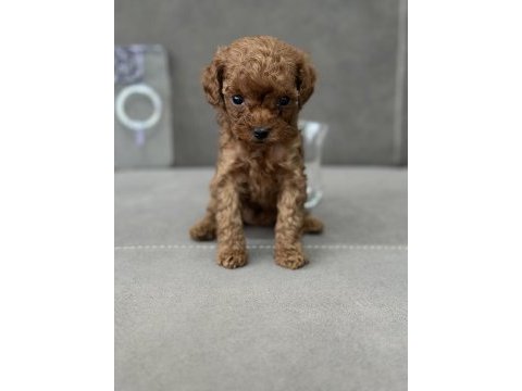 Gerçek kore teacup poodle yavrular