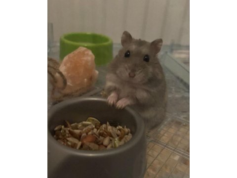 Hamster-gonzales yavruları heryere gönderim