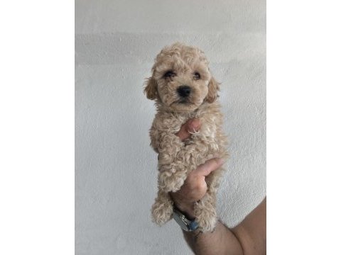 Maltipoo cinsi yavrularımız