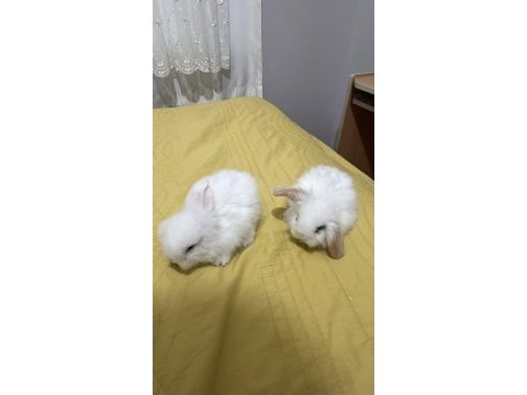 Yavru lop tavşanı 1 aylıklar