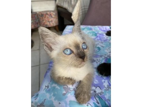 Blue erkek british shorthair oğlumuz
