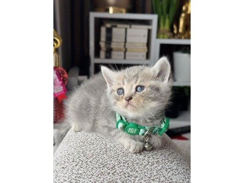 British shorthair blue golden yavrular