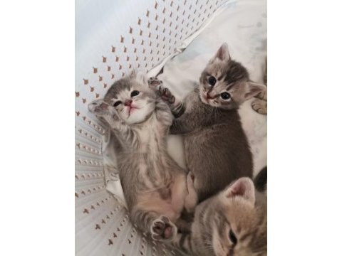 Yavru 37 günlük british shorthair