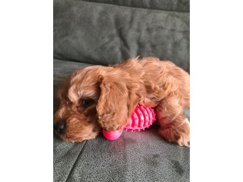 Yavru maltipoo