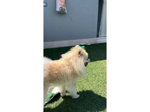 1 yaşında erkek pomeranian boo