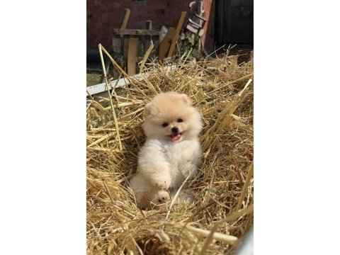 Gülen yüz ayı surat pomeranian boo
