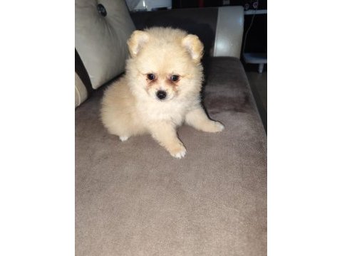 Yavru bebek pomeranian yuva arıyor